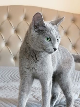Russische blaue Katze