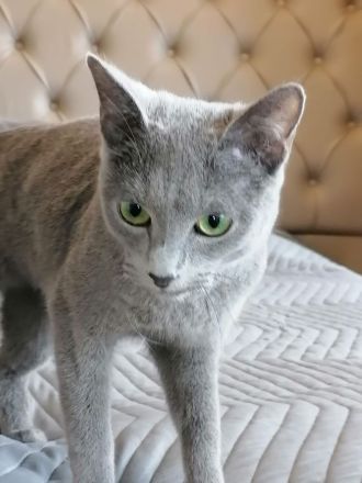 Russische blaue Katze