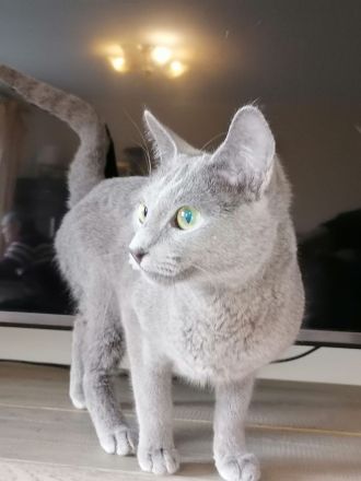 Russische blaue Katze