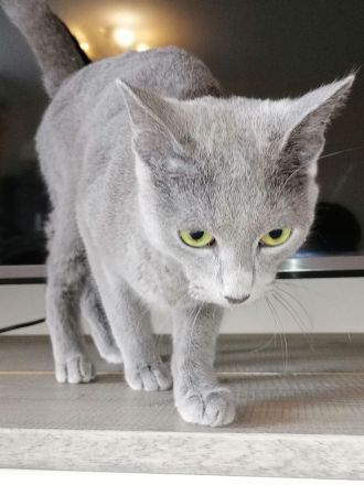 Russische blaue Katze