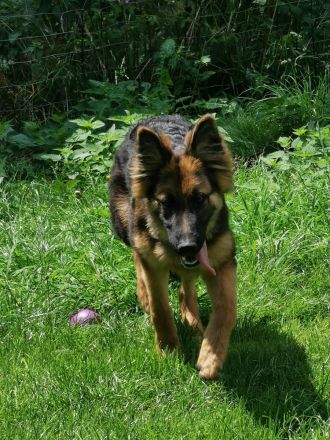 Schäferhunde welpen