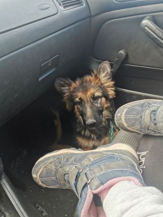 Schäferhunde welpen