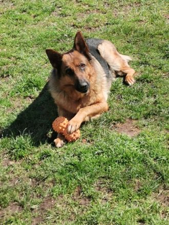 Schäferhunde welpen