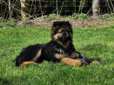 Schäferhunde welpen