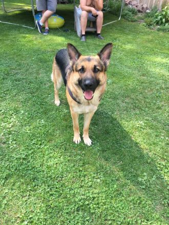 Schäferhunde welpen