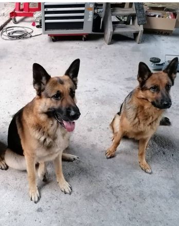 Schäferhunde welpen