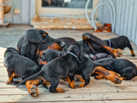 Black and Tan Coonhound-Welpen