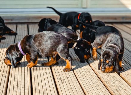 Black and Tan Coonhound-Welpen