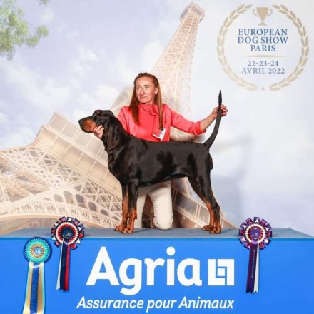 Black and Tan Coonhound-Welpen