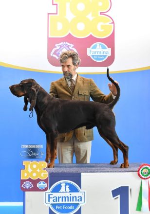 Black and Tan Coonhound-Welpen