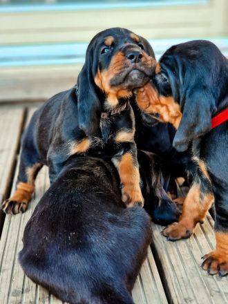 Black and Tan Coonhound-Welpen