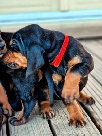 Black and Tan Coonhound-Welpen