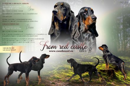 Black and Tan Coonhound-Welpen