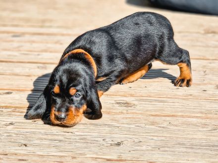 Black and Tan Coonhound-Welpen