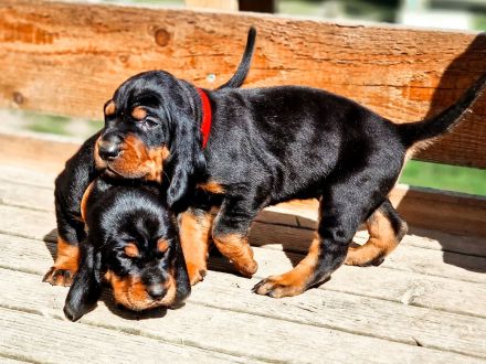 Black and Tan Coonhound-Welpen
