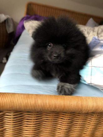 Pomeranian