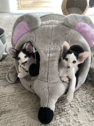 Orientalisch Kurzhaar Kitten, reinrassig