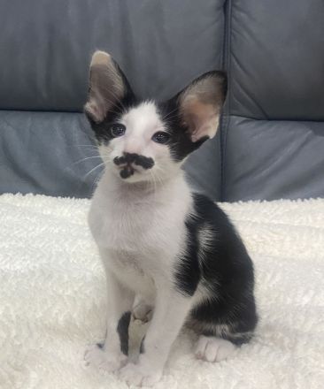 Orientalisch Kurzhaar Kitten, reinrassig