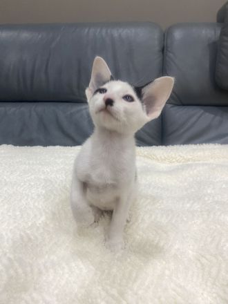 Orientalisch Kurzhaar Kitten, reinrassig