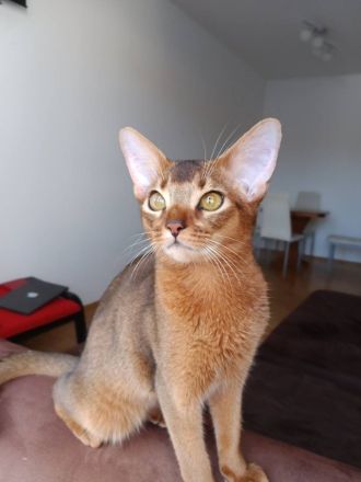 Luxuriöse Abessinier-Katzenfarbe "ruddy"