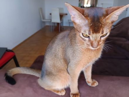 Luxuriöse Abessinier-Katzenfarbe "ruddy"