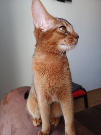 Luxuriöse Abessinier-Katzenfarbe "ruddy"