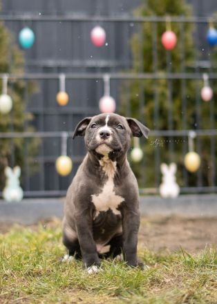 American Bully Welpen