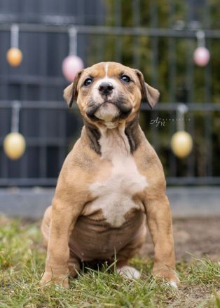 American Bully Welpen