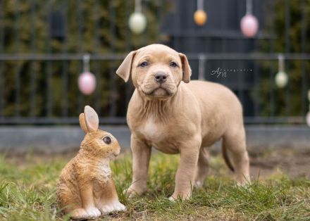 American Bully Welpen