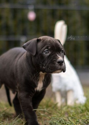 American Bully Welpen