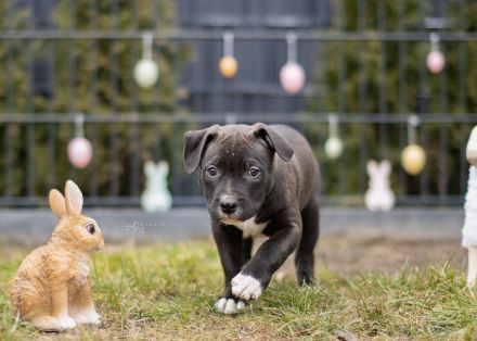 American Bully Welpen