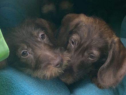 Dackelkinder sind bereit die Welt zu erobern!