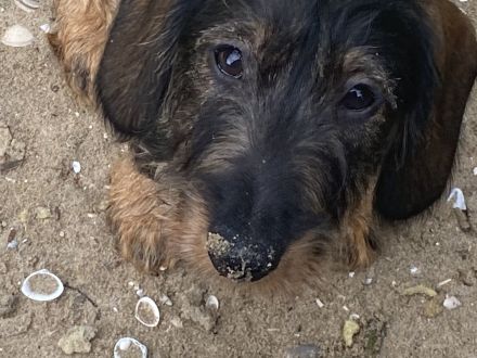 Dackelkinder sind bereit die Welt zu erobern!