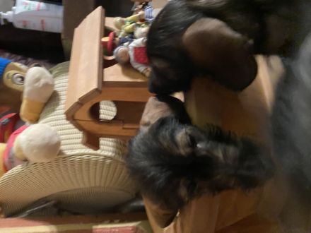 Dackelkinder sind bereit die Welt zu erobern!