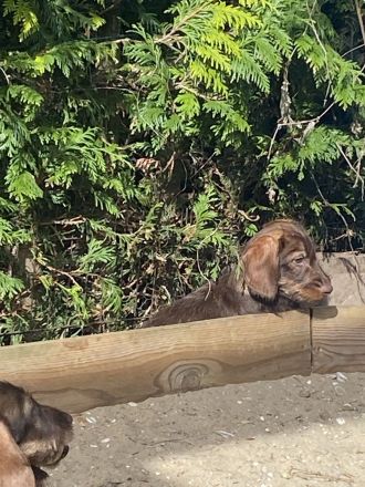 Dackelkinder sind bereit die Welt zu erobern!