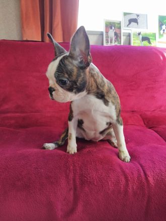 Boston terrier Hündin