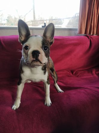 Boston terrier Hündin