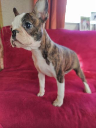 Boston terrier Hündin