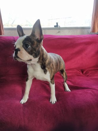 Boston terrier Hündin