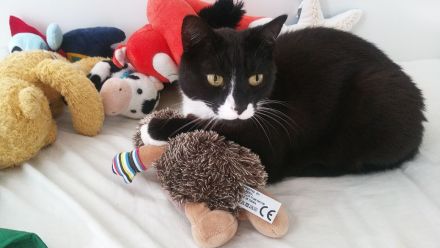 Kastrierter Kater abzugeben (Freigänger)