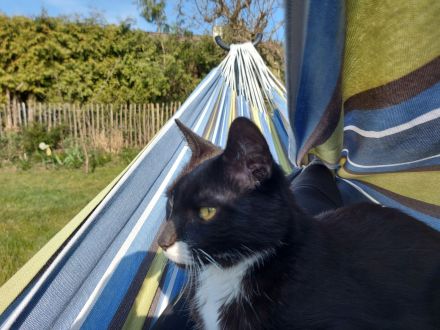 Kastrierter Kater abzugeben (Freigänger)