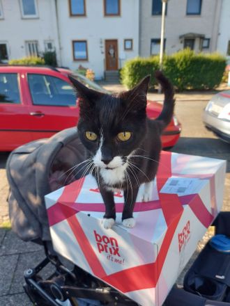 Kastrierter Kater abzugeben (Freigänger)