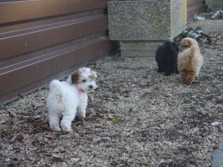 Bolonka+Pudel =Doodle=Bollipoo Welpen.