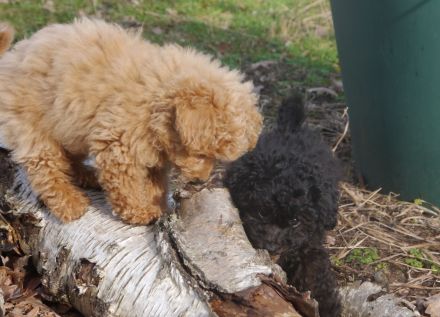 Bolonka+Pudel =Doodle=Bollipoo Welpen.