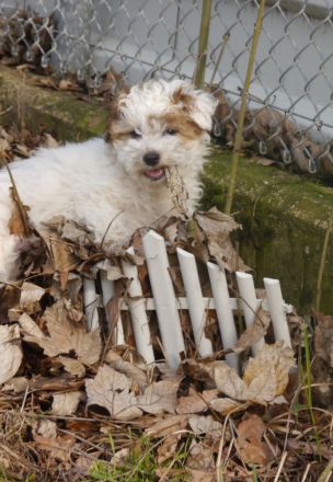 Bolonka+Pudel =Doodle=Bollipoo Welpen.