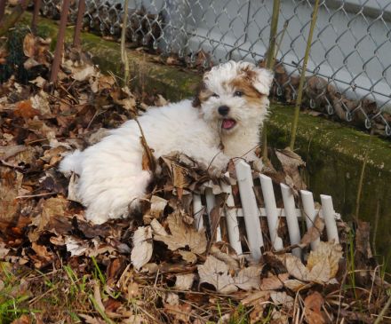 Bolonka+Pudel =Doodle=Bollipoo Welpen.