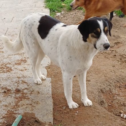 HÜNDIN PINA, weiblich noch in Griechenland