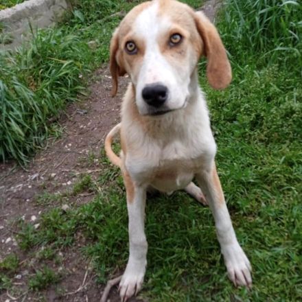 Rüde MO, männlich noch in Griechenland