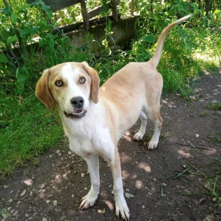 Rüde MO, männlich noch in Griechenland