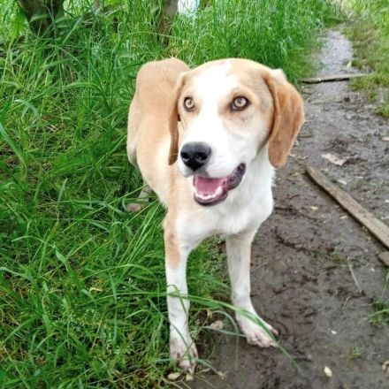 Rüde MO, männlich noch in Griechenland